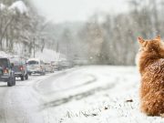 На погоду в Украине повлияют циркуляция воздуха над океанами и полярный вихрь: прогноз на январь – февраль