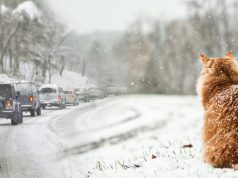 На погоду в Украине повлияют циркуляция воздуха над океанами и полярный вихрь: прогноз на январь – февраль